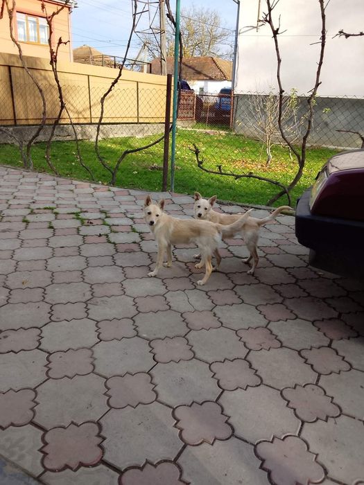 Віддам у добрі руки 2 маленьких песиків!

Віддаю двох чарівних дівчато