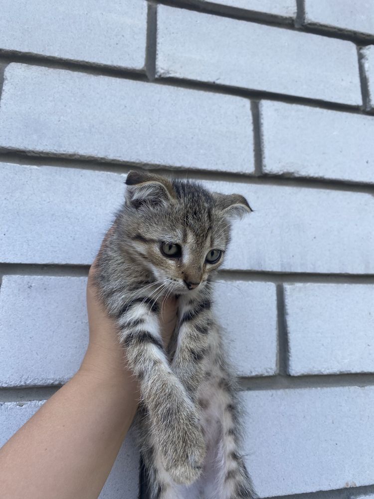 Продам висловухе кошенятко