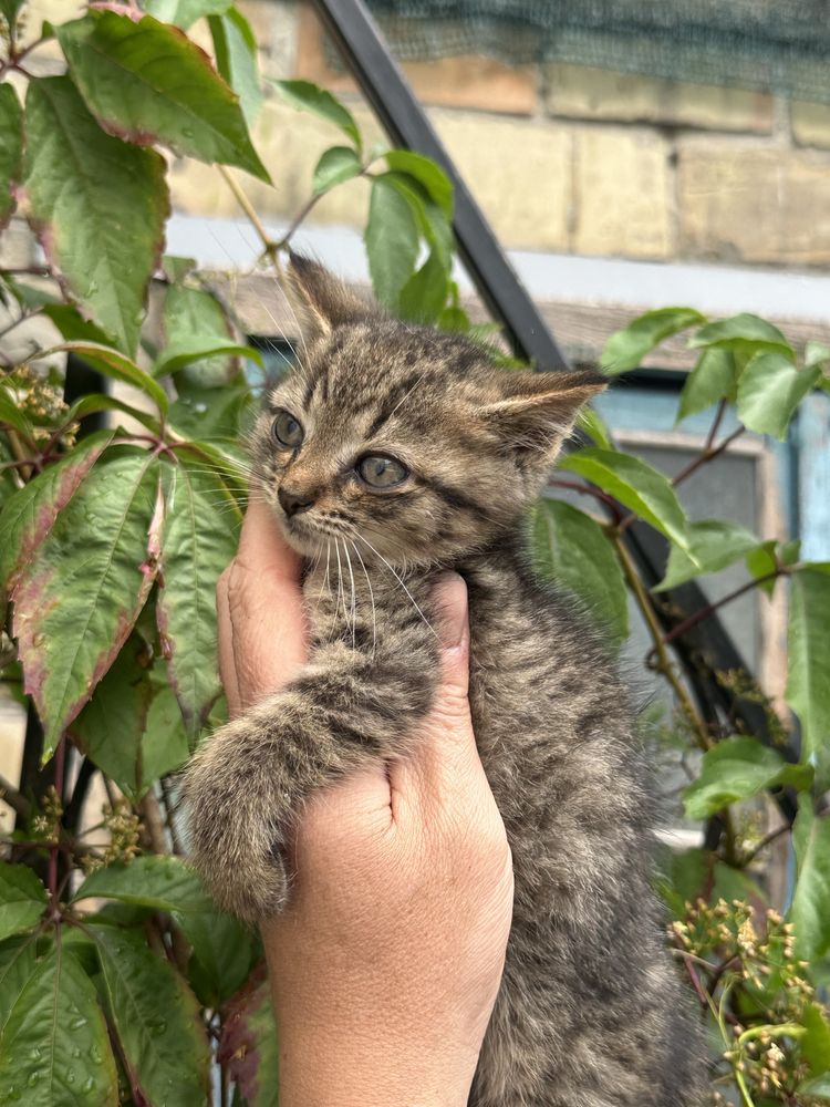 Віддам маленьких котиків!