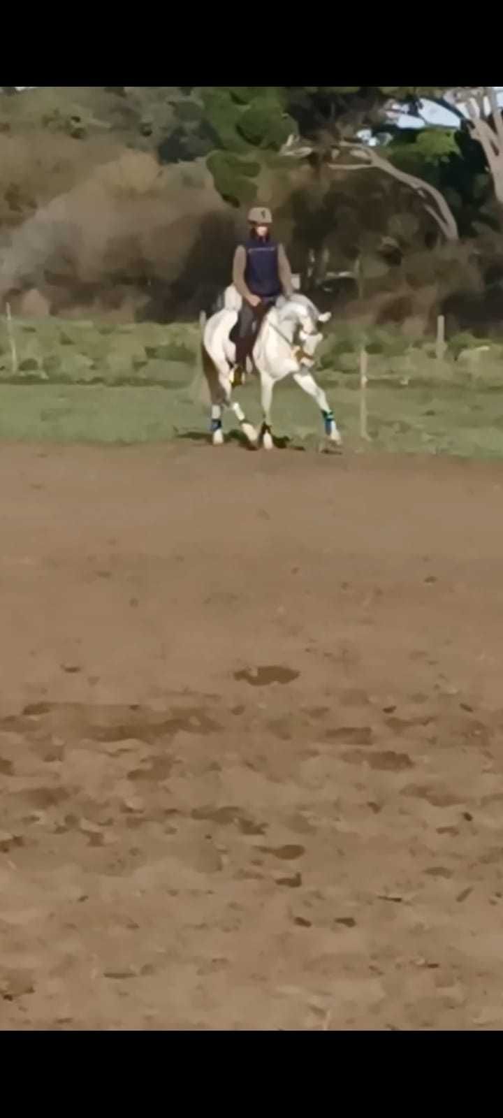 Cavalo Cruzado Português