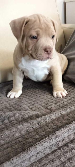 American Bully ABKC  lilak ,pocket gotowe do odbioru
