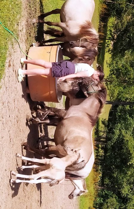 Koniki polskie programowe