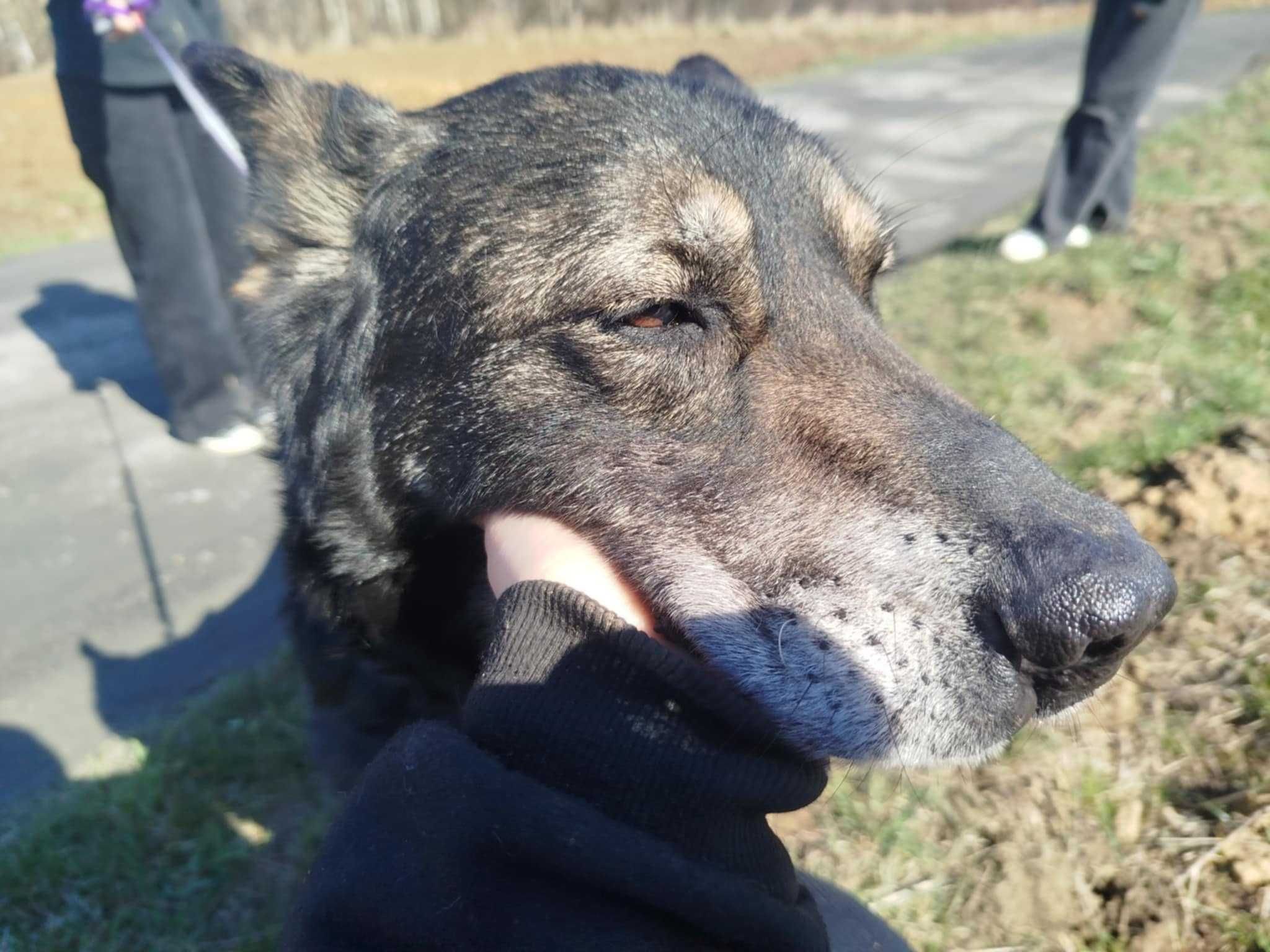 Papa - starszy, duży piesek do adopcji