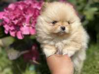 Szpic mini Pomeranian 700g