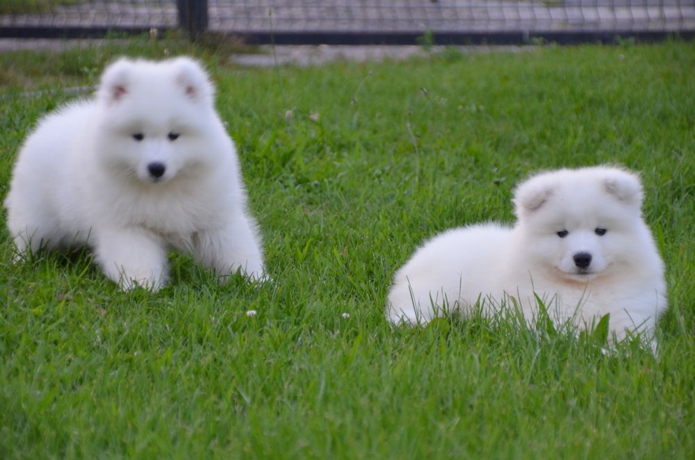Samoyed ZKwP FCI
