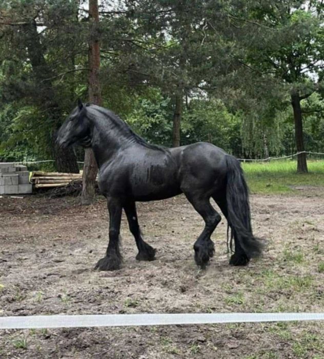 Sprzedam ogiera fryzyjskiego
