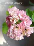 Pelargonie kolekcjonerskie 2