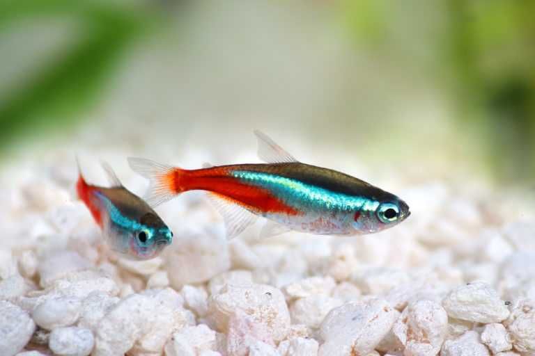 Neon Innesa • Paracheirodon innesi
