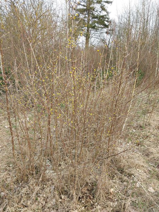 Dereń jadalny Buk zwyczajny-szpalery.Dereń-owocujący, teraz kwitnie.