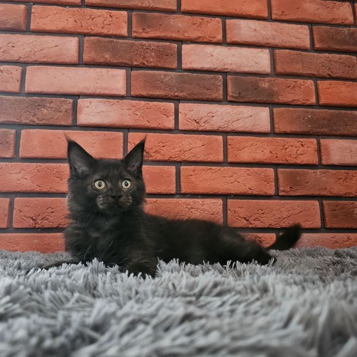 Kocurek Maine coon rodowód Fpl