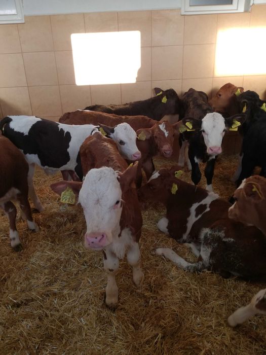 Cielaki Piotrków kuj byczki jałówki krajowe