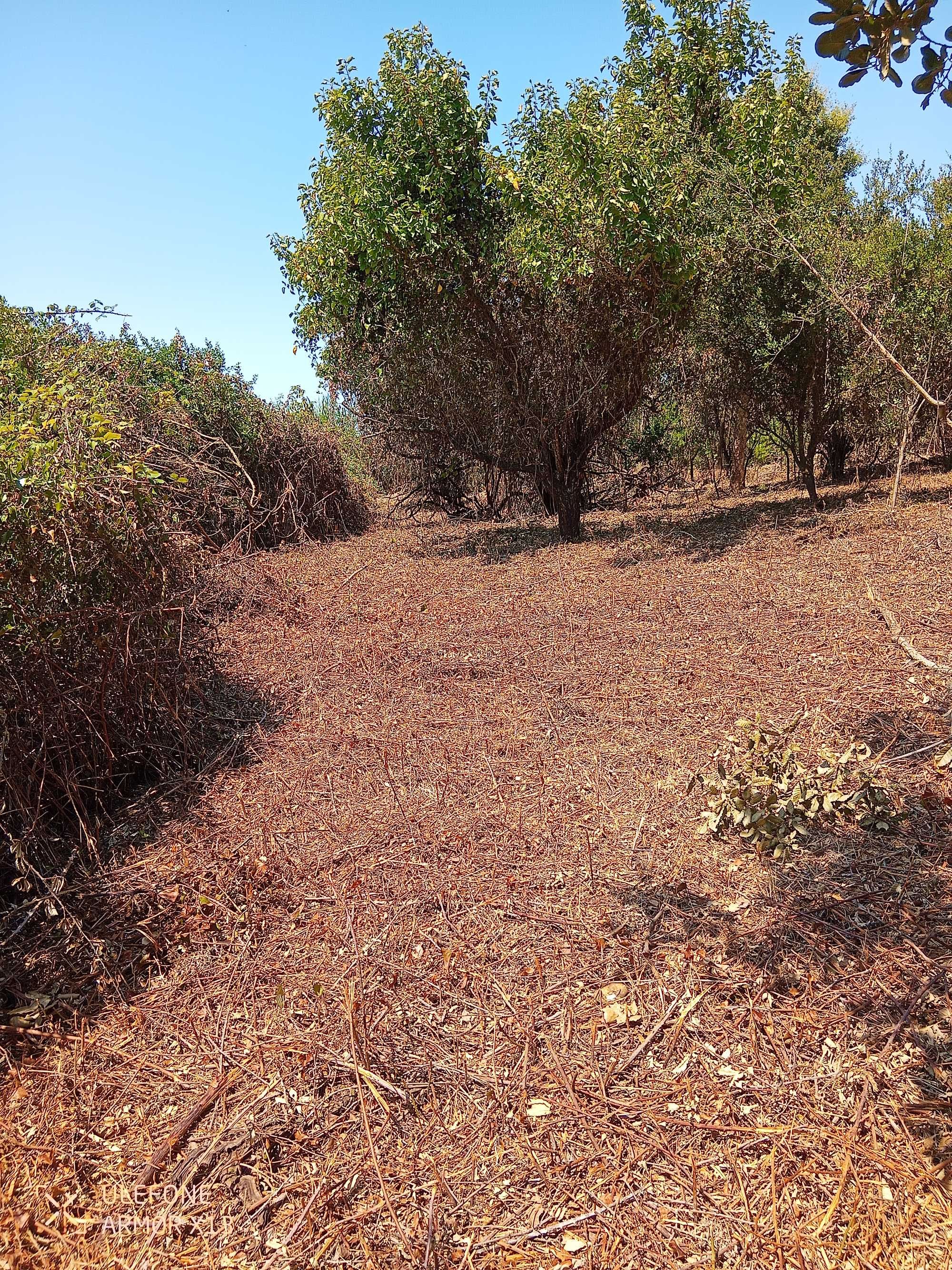 Limpeza de terrenos