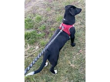 4mies.SUCZKA- będzie ŚREDNIA-możliwy dowóz