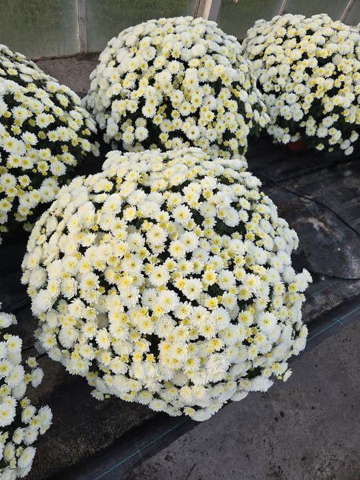 Sprzedam chryzantemy