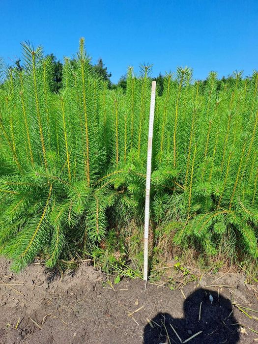 Sosna pospolita 60 cm - 80 cm