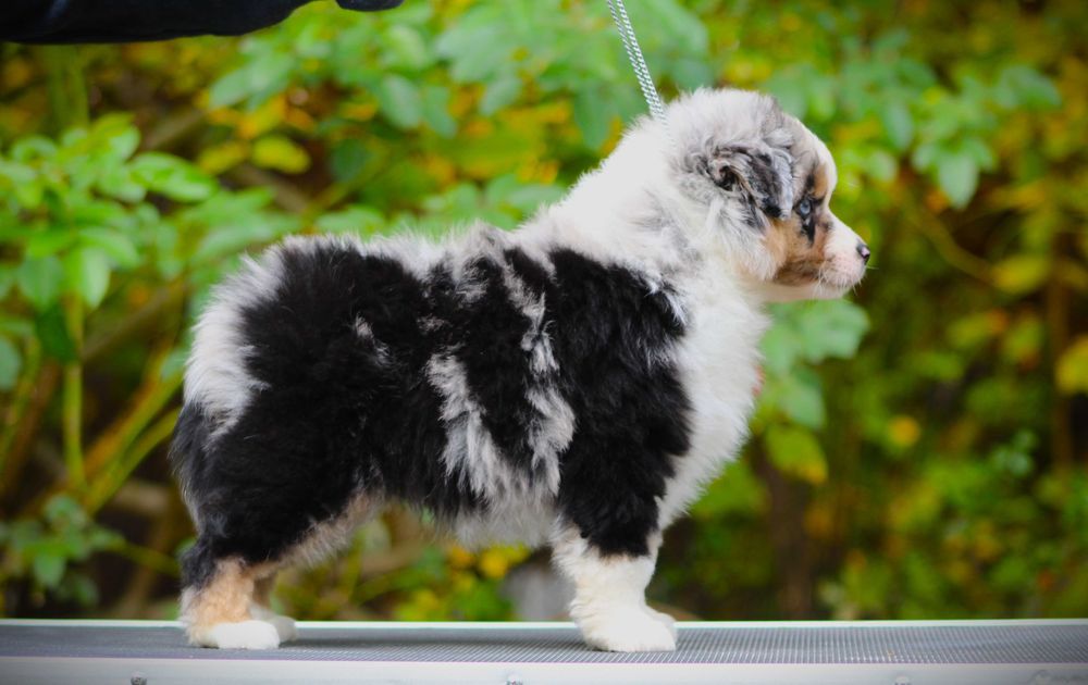 Miniaturowy owczarek amerykański MAS Chłopiec blue merle