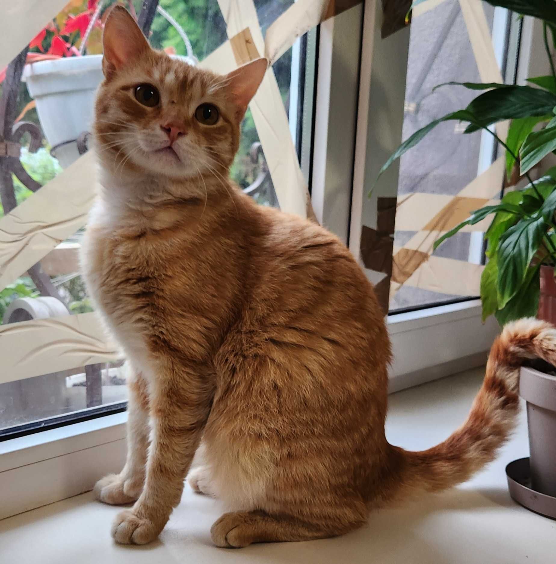 Кот, подросток, 8 месяцев