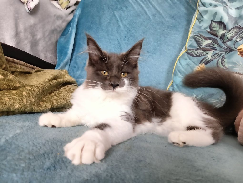 Maine coon niebieska solidka z białym kotka rodowód FPL