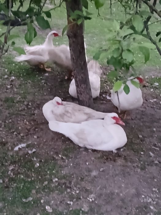 Мускусні каченята .