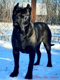 Cane Corso psy obronne