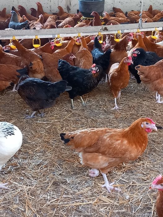 Kury Nioski Leghorn 24 tygodnie! Wysyłka!