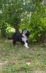 Border Collie - Czarno biała