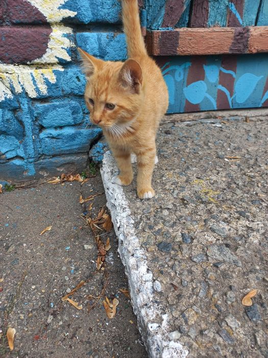 Рижулька  в найкращу сім'ю