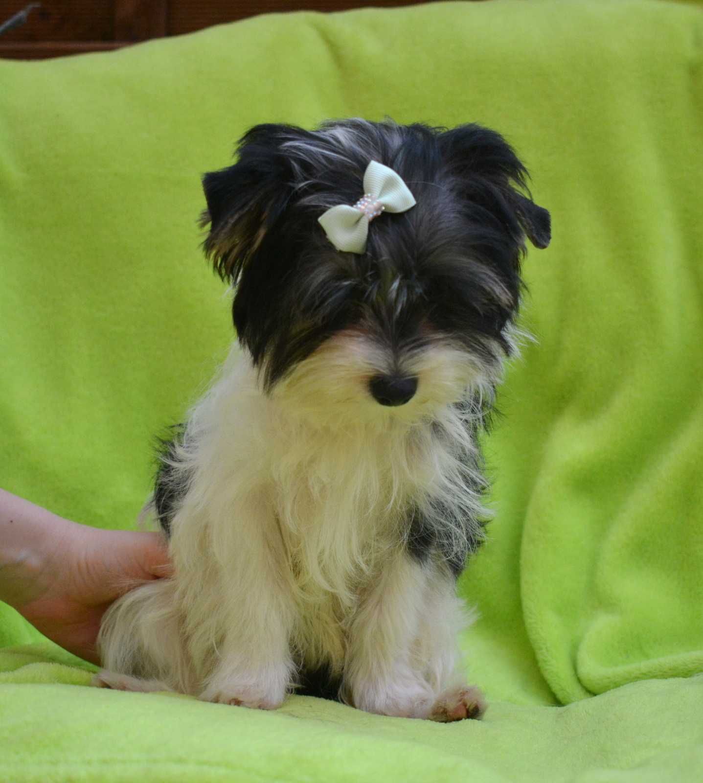 Colorful Yorkshire Terrier Biewer piesek Lucek rodowód