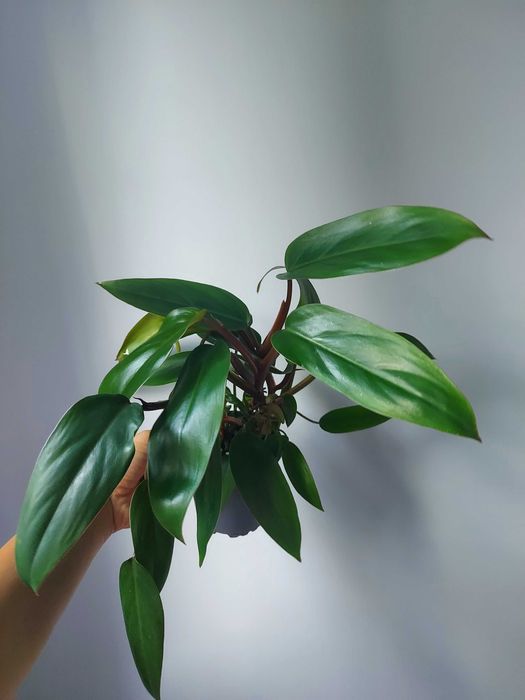 Philodendron Red Emerald