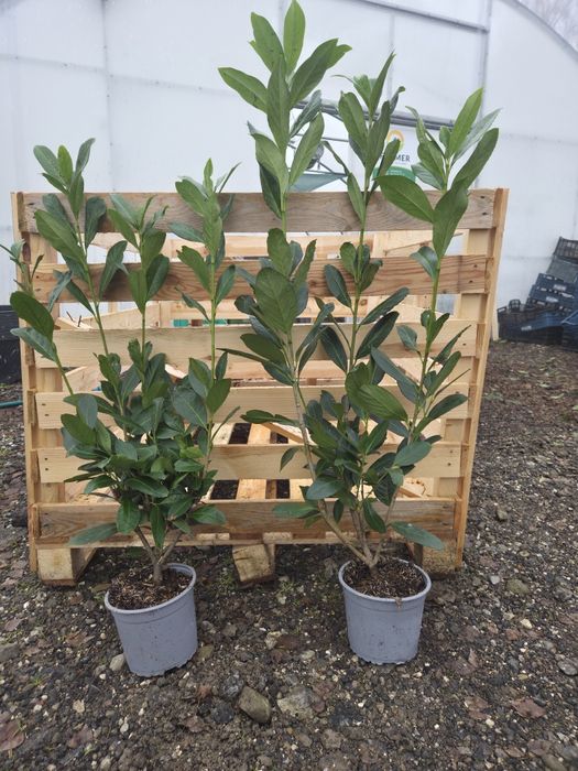 Laurowiśnia CAUCASICA 70-100 CM Doniczka c2 piękne