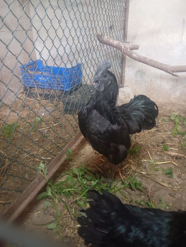 Ovos ferteis de patos e galinhas algumas raças