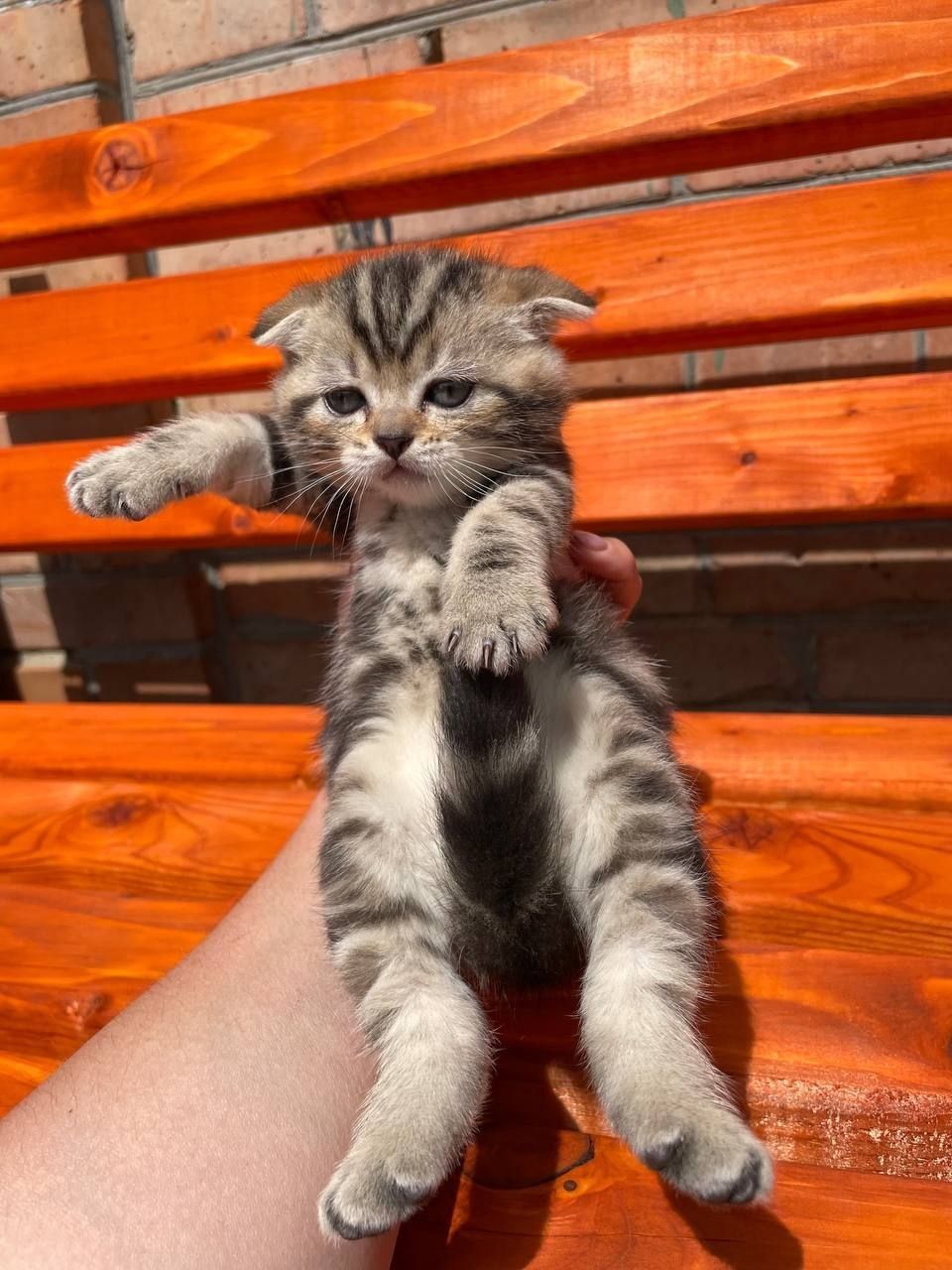 Шотландські кошенята хлопчики срібна та золота шиншила