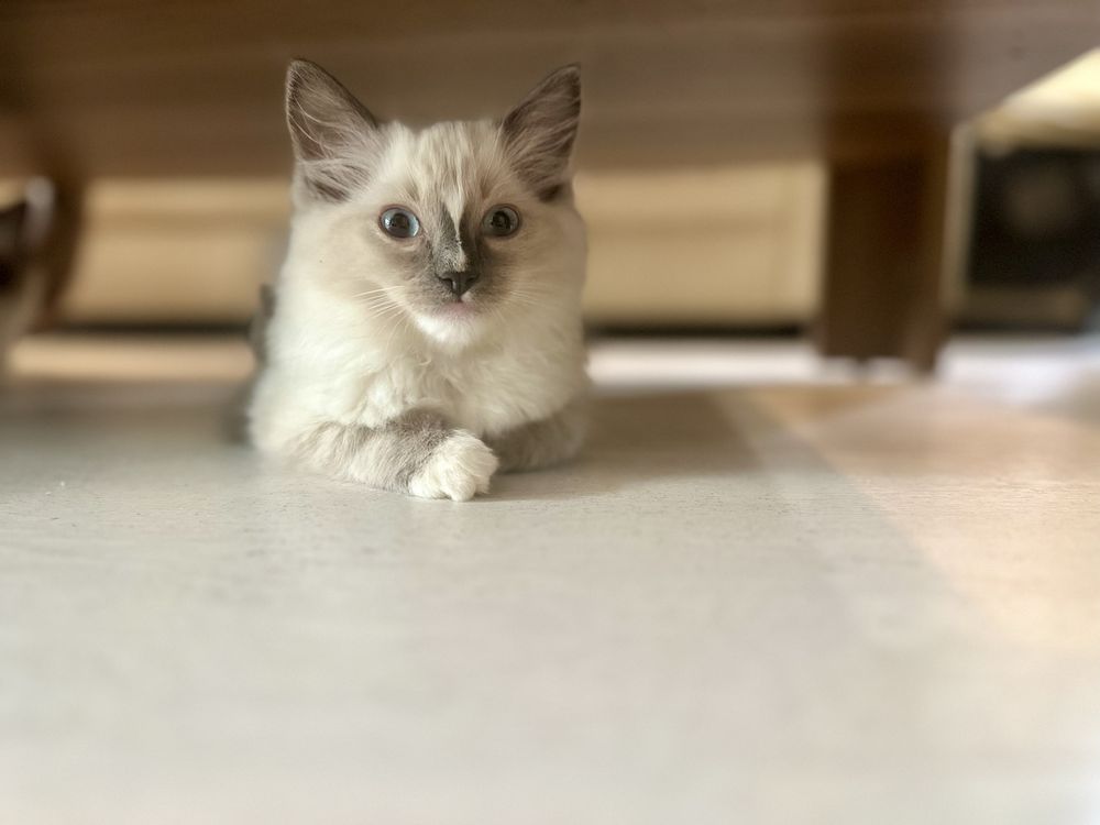 Ragdoll kotka blue mitted rodowód FPL FiFe FCI kot chip do odbioru
