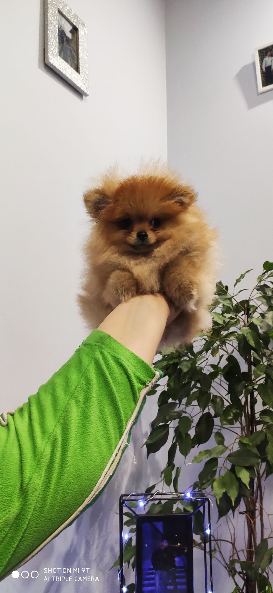 Szpic miniaturowy Pomeranian 2xszczepienia I wyprawka