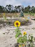 Terreno agricola 6Ha