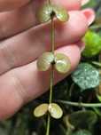 Rezerwacja - Hoya peltata