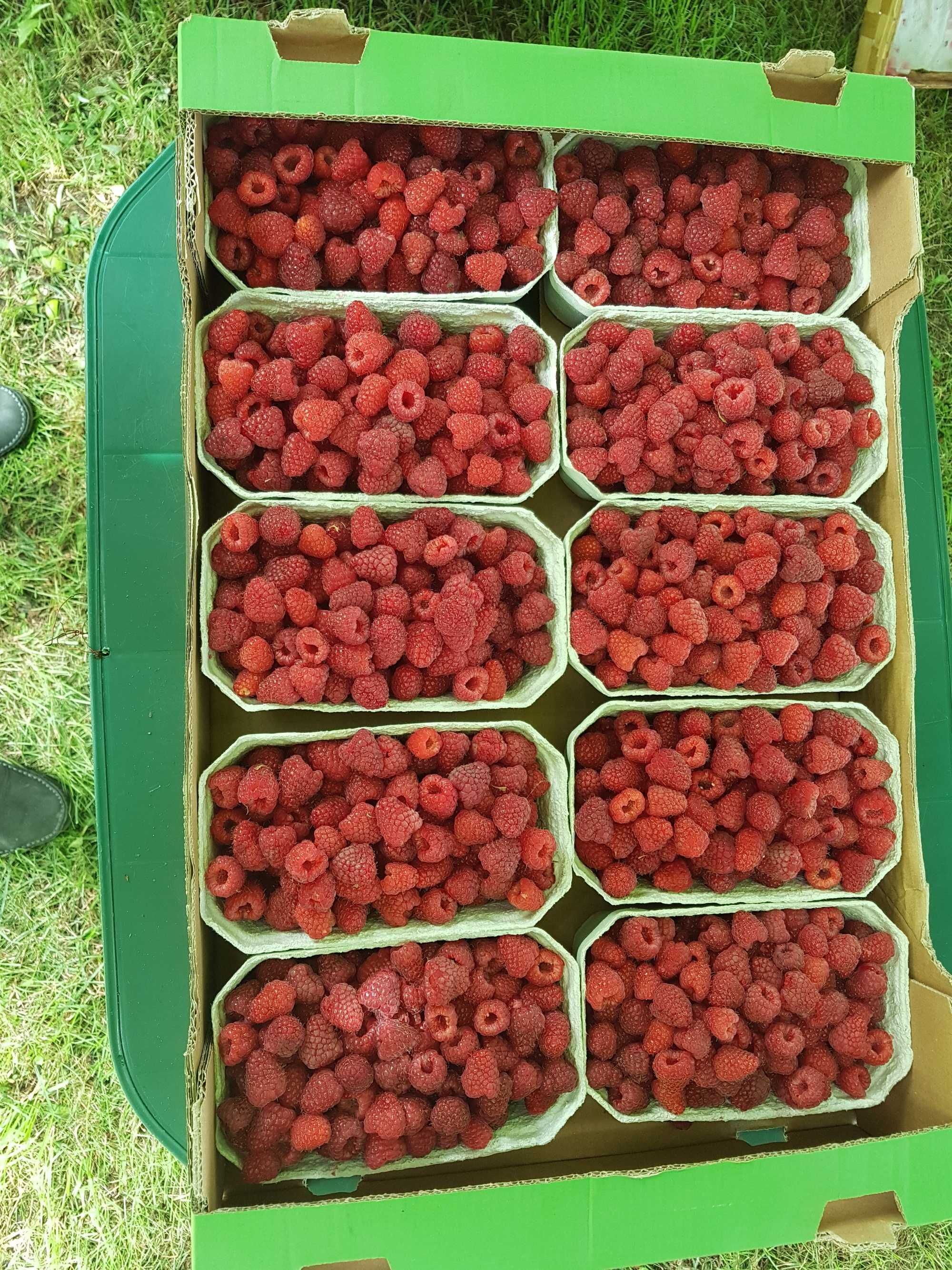 Świeze maliny z własnej  plantacji  ekologicznej
