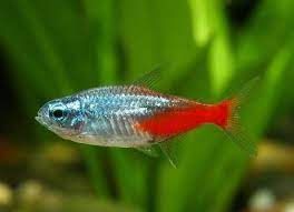 Неон  діамантовий рибка акваріумна