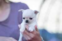 Chihuahua ZKwP piękny biały piesek krótkowłosy z rodowodem FCI