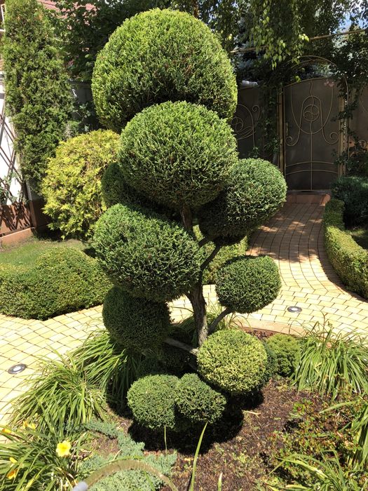 Садівник Петрович