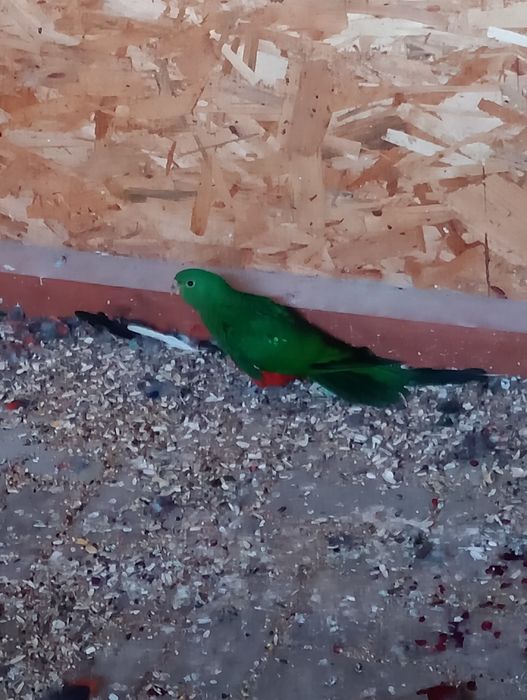 Sprzedam młoda papuge