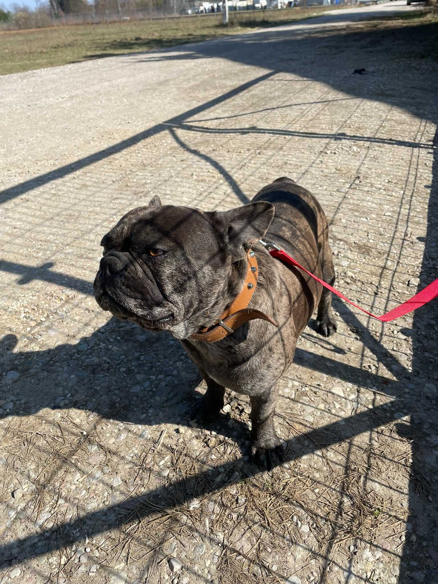 Buldog Francuski, pies Buldoga Francuskiego nie SUKA