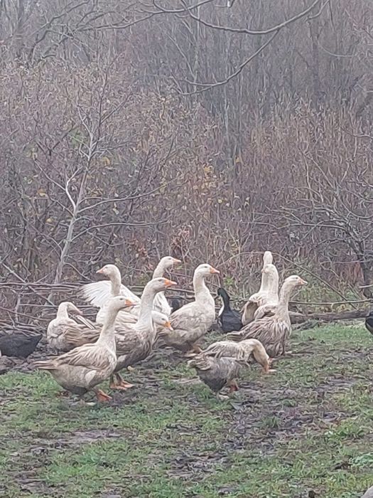Sprzedam drób tuszki gęsi indyki i kaczki