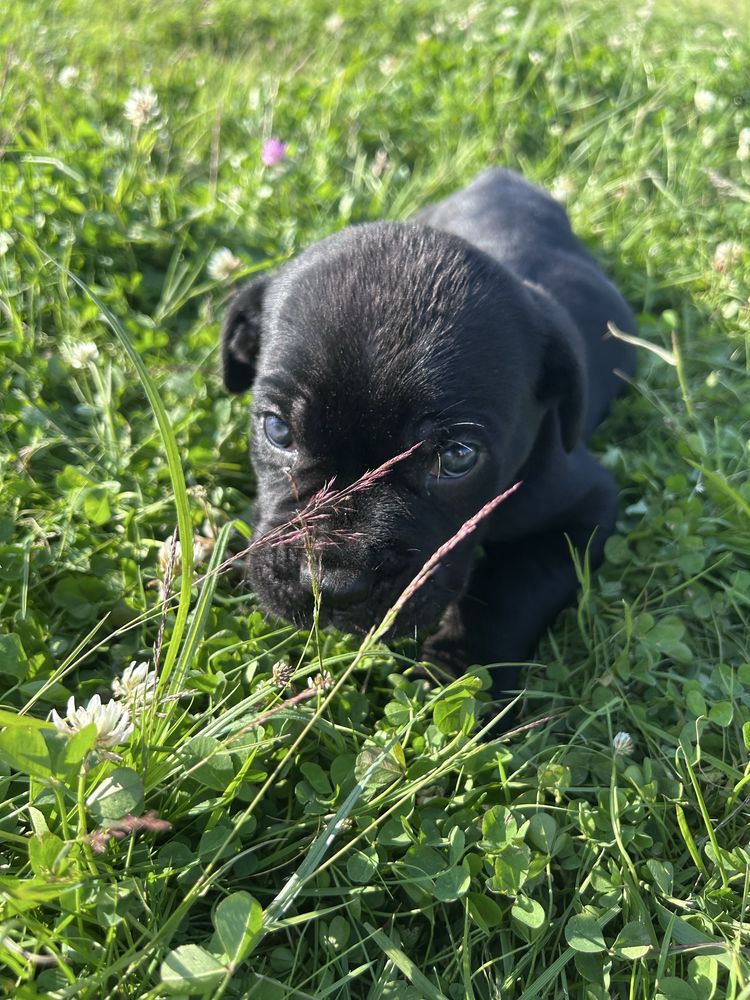 Szczenie cane corso już odbior