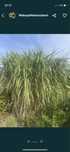 Mislamty byliny trawa wysoka do 3-4 m