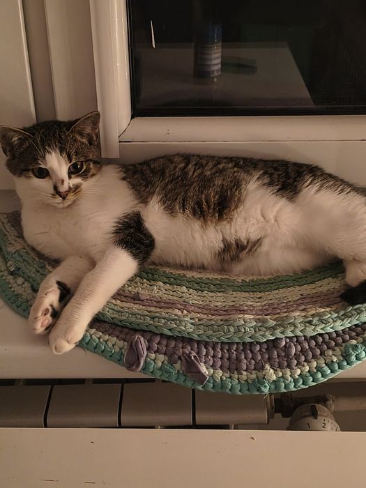 Gucio i Funio na dokocenie