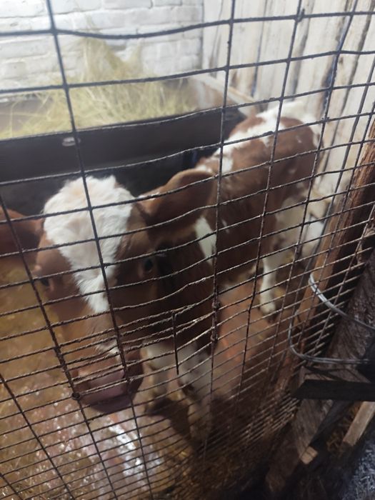 Продам теля (бик)