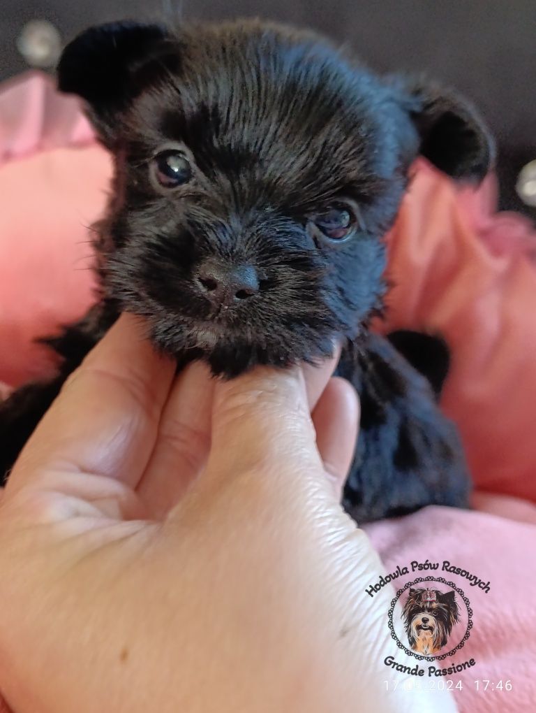 Yorkshire terrier,york Black xxs mini.