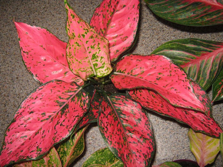 калатея аглаонема филодендрон драцена папоротник дек. лиственные цветы