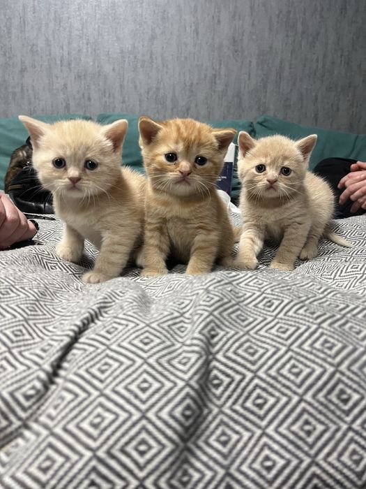 Британські кошенята